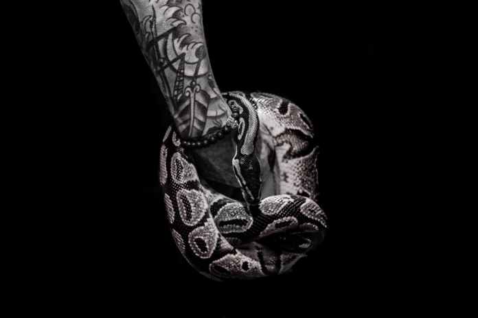 person with tattoo holds python